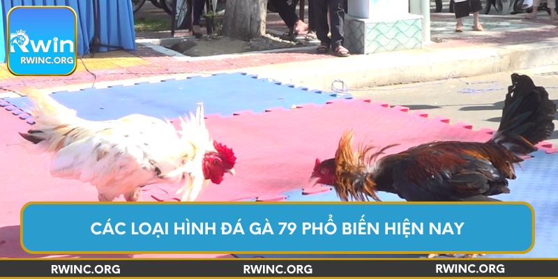 Các loại hình đá gà 79 phổ biến hiện nay