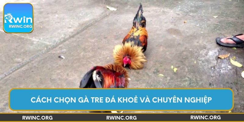 Cách chọn gà tre đá khoẻ và chuyên nghiệp