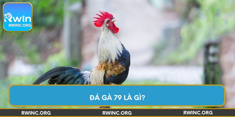 Đá gà 79 là gì?