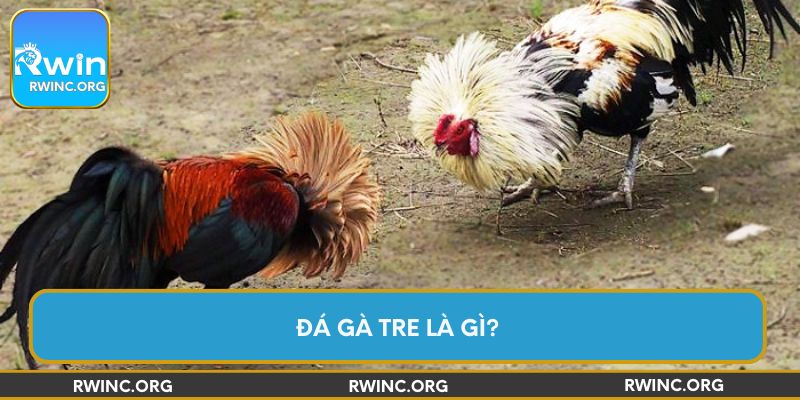 Đá gà tre là gì?