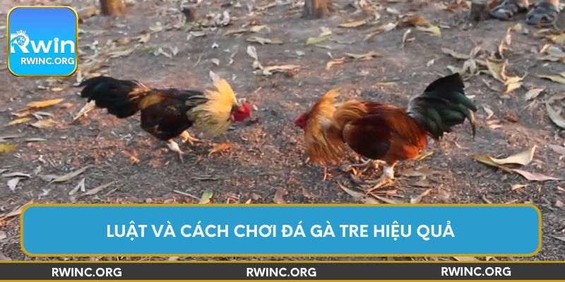 Luật và cách chơi đá gà tre hiệu quả