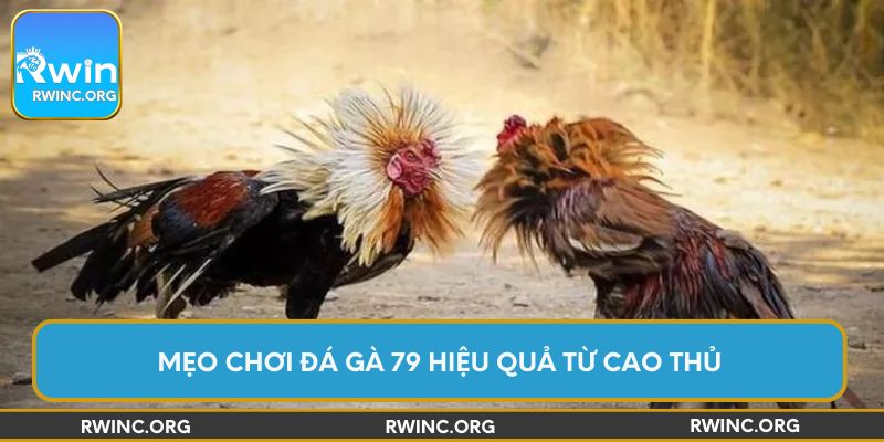 Mẹo chơi đá gà 79 hiệu quả từ cao thủ