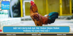 bat-mi-cach-da-ga-tre-tram-tran-tram-thang-tu-cao-thu-so-1