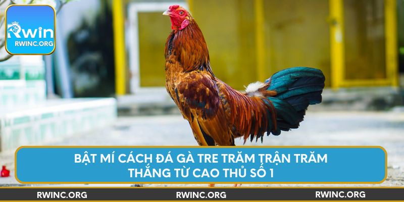 bat-mi-cach-da-ga-tre-tram-tran-tram-thang-tu-cao-thu-so-1